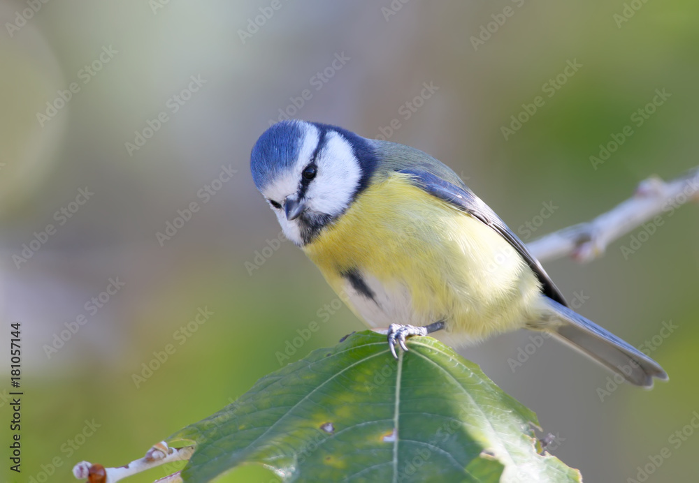 Obraz premium Very close up portrait of blue tit in a shadow