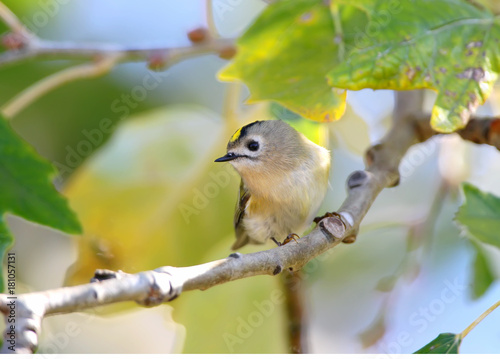 Close up photo of a goldcrest sits on the branch