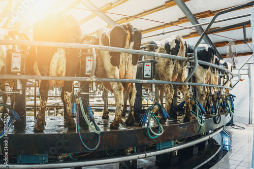 Livestock husbandry and Production of dairy products concept, Milking cows photo