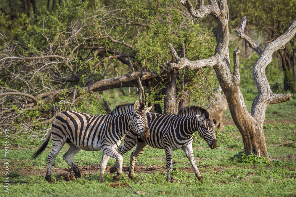 Obraz premium Plains zebra in Kruger National park, South Africa