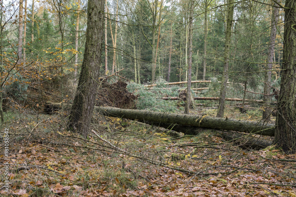 A large old tree fell on the ground. Forest after the Hurricane. Storm damage. Fallen trees in coniferous forest after strong hurricane wind. A large old tree fell on the ground. Forest after the Hurricane. Storm damage. Fallen trees in coniferous forest after strong hurricane wind.