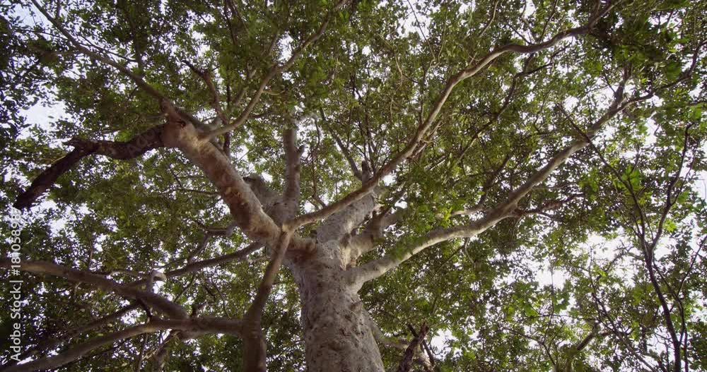 Skyward Perspective of a Mature Tropical Tree. 4k DCI footage Skyward Perspective of a Mature Tropical Tree. 4k DCI footage
