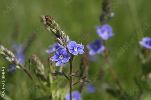 blue flowers © Morgul