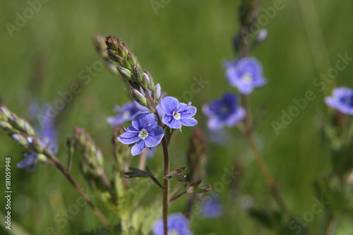 blue flowers