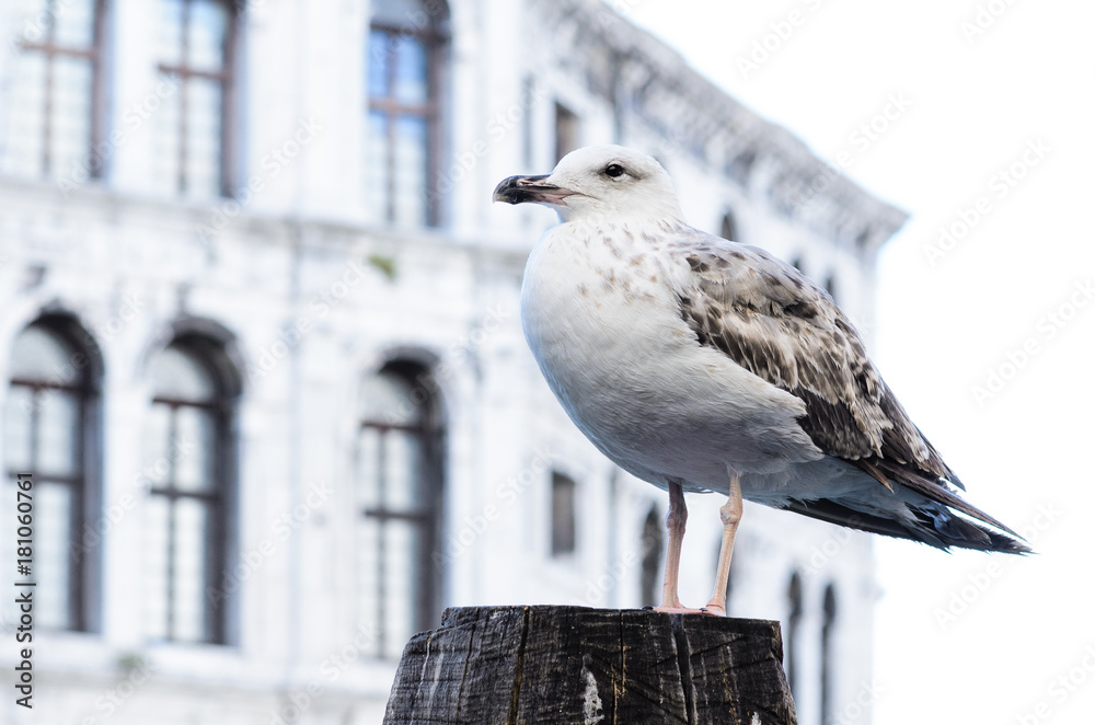 Obraz premium seagull