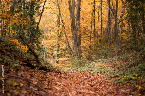 Beautiful nature forest trees hiking in autumn