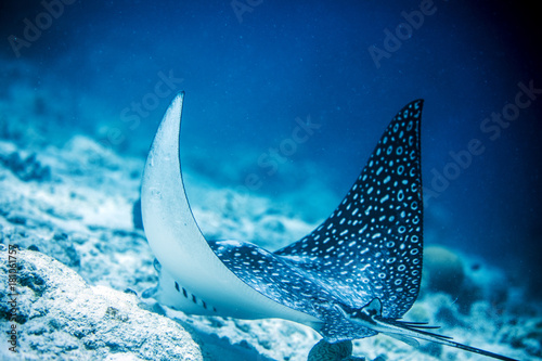 Eagle Ray Eating Bonaire photo