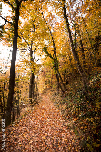 Beautiful nature forest trees hiking in autumn © Sinisa