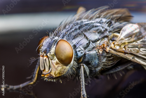 Fly extreme macro © altmis