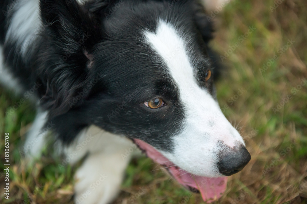 Border collie being observant