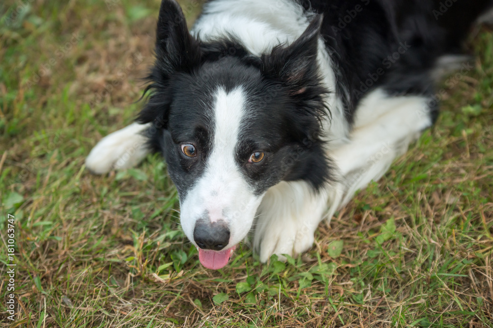 Border collie waiting for the ball