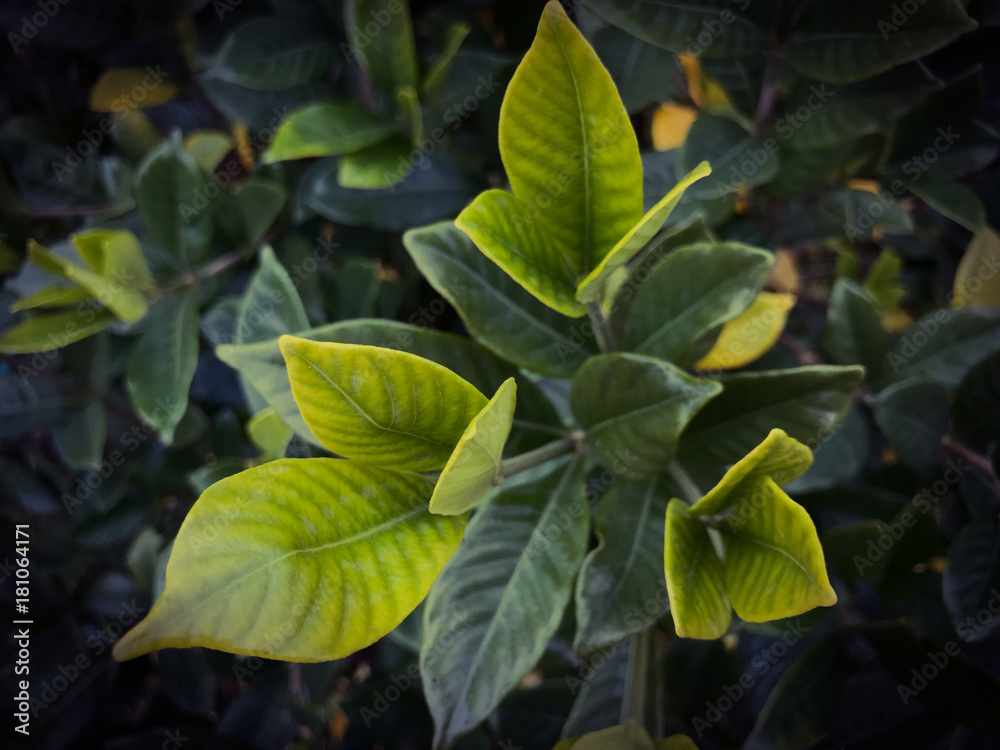 Obraz premium green leafs Bushes