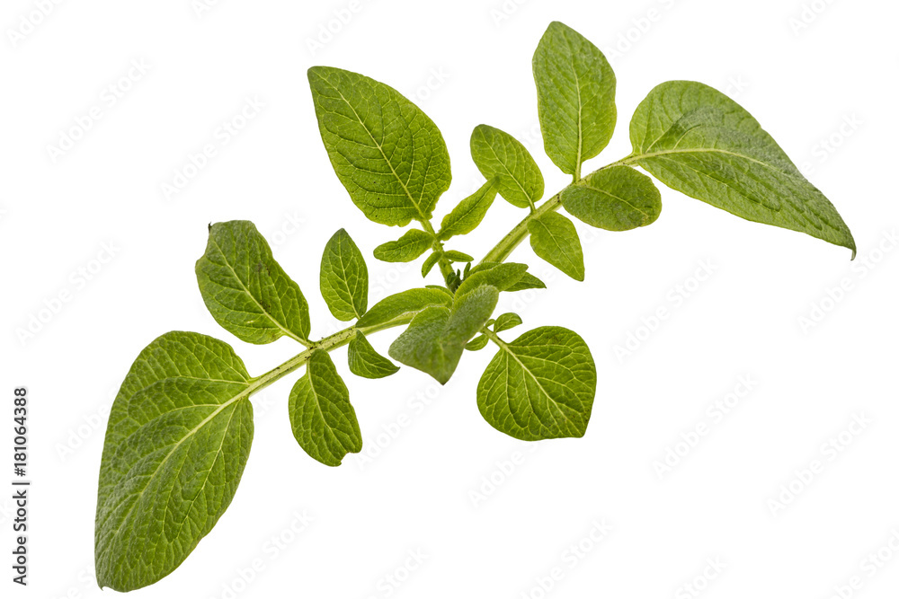 Leafs of potato, isolated on white background Leafs of potato, isolated on white background
