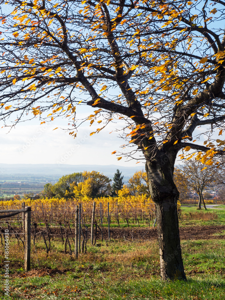 Herbstlandschaft mit Kirschbaum und Weingarten im Burgenland