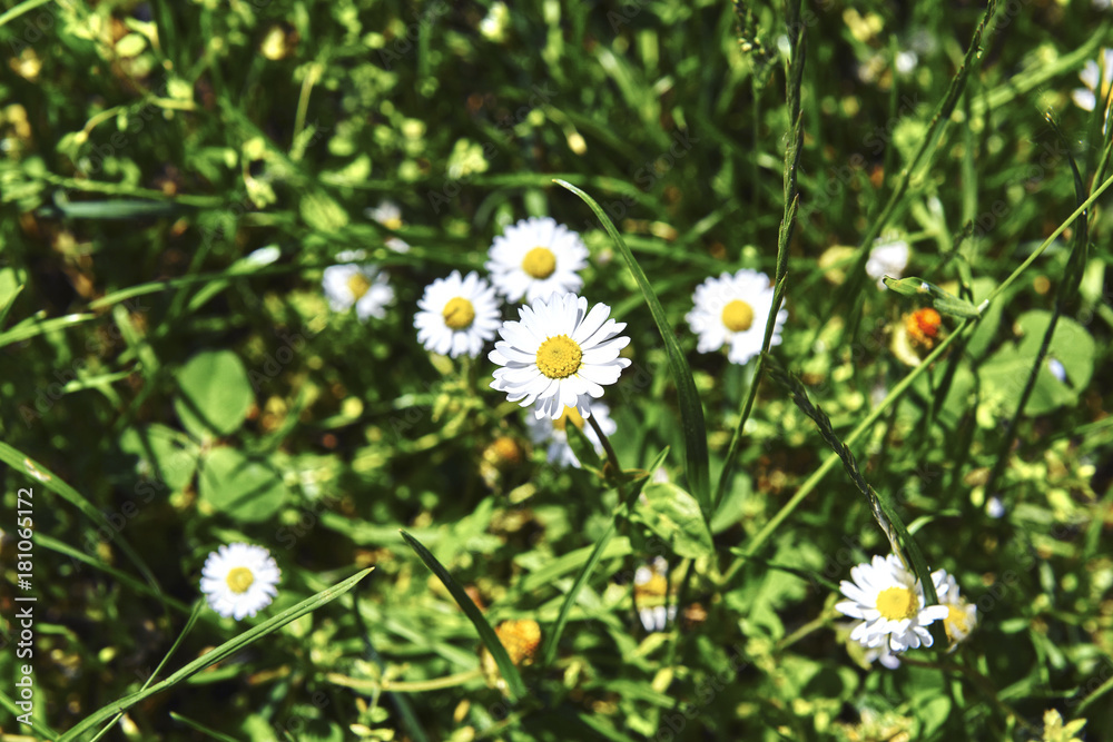 Flowers Flowers