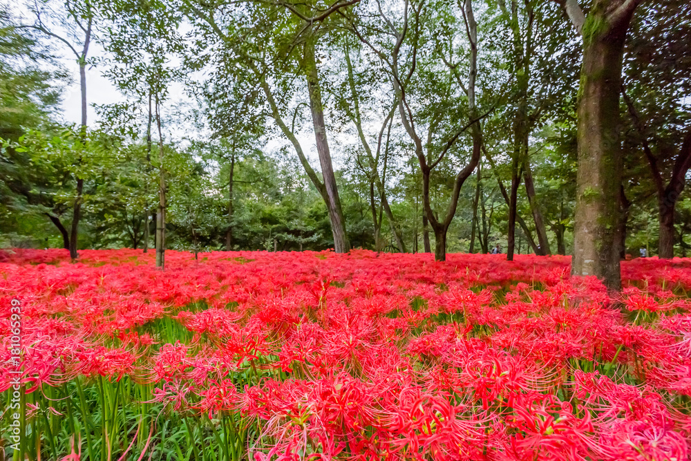 彼岸花
