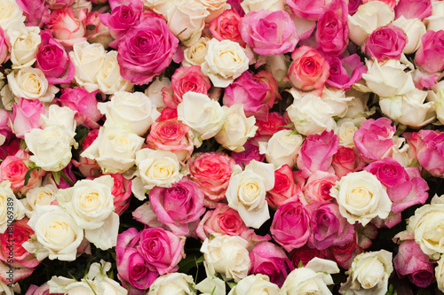 Pattern roses background