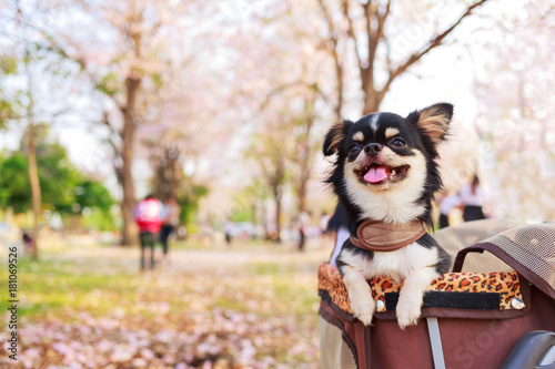 Chihuahua dog in stroller travel in pink flower garden with copy space.