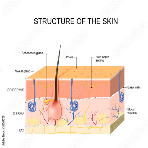 Skin layers with sebaceous gland and sweat glands