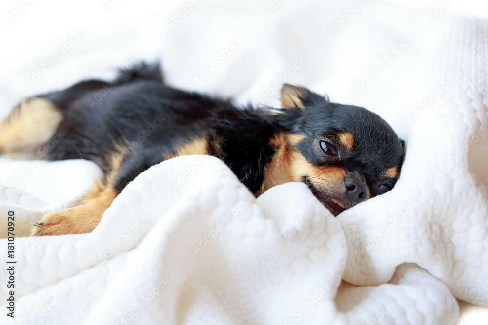 Dog want to sleep. Dog want to sleep.