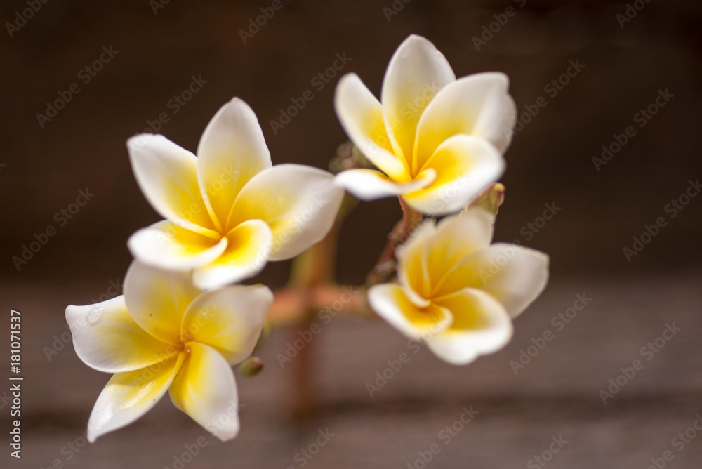 Naklejka premium Close up of white and yellow Plumeria flowers blooming