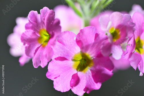 verbena