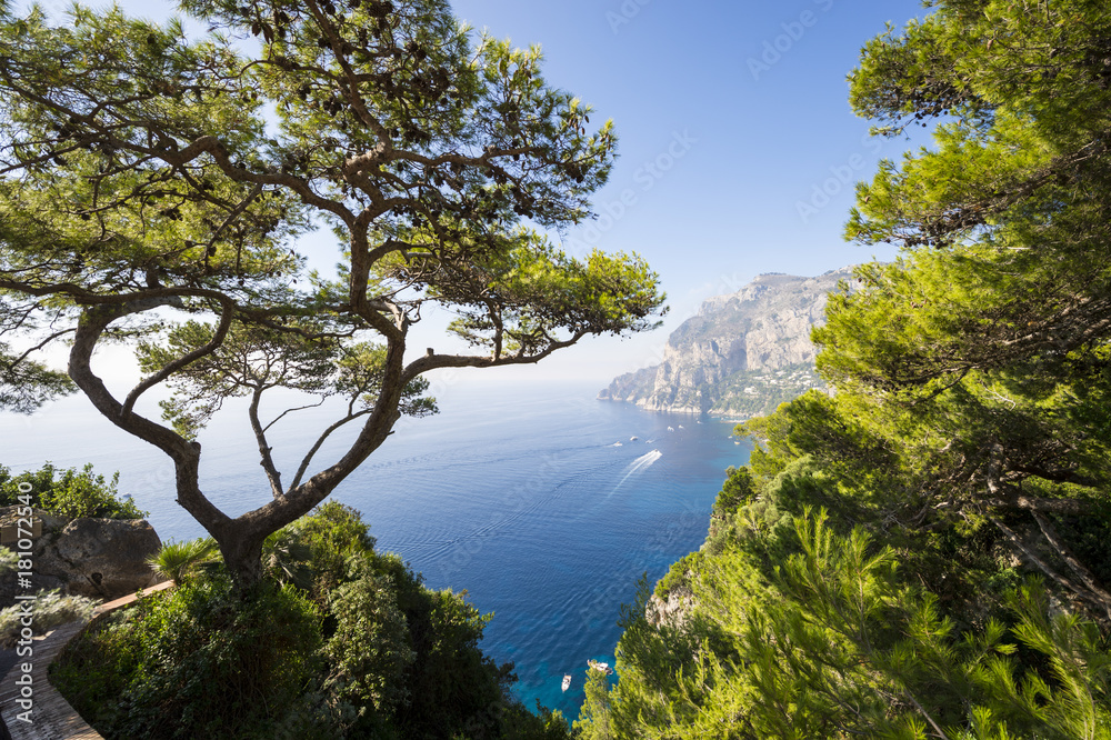View through pine trees to the iconic cliffs of Capri Island in Italy.