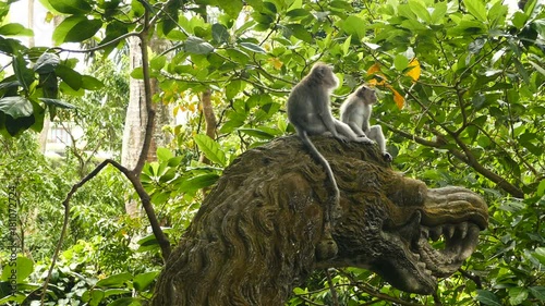 Macaque monkey jump from drake statue at Monkeyforest in Ubud, Bali photo