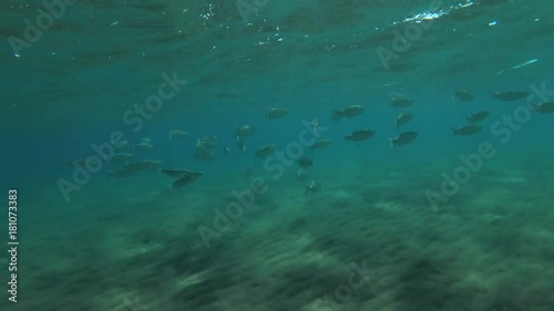 Wallpaper Mural school of Striped Mullet (Mugil cephalus) swims over sandy bottom in blue water, Red sea, Egypt
 Torontodigital.ca