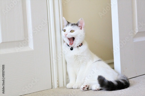 Shocked cat © Paul