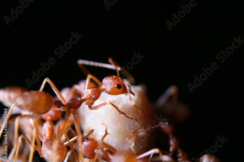 Group of ant transfer their food