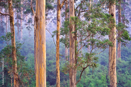 Karri (Eucalyptus diversicolor) forest, Western Australia