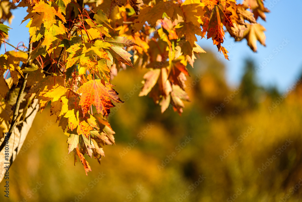 Close up of a red and yellow fall leaves against an out of focus fall color and blue sky background
Close up of a red and yellow fall leaves against an out of focus fall color and blue sky background