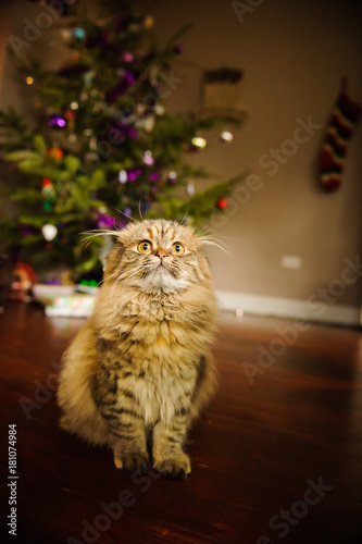 Scottish Fold purebred cat