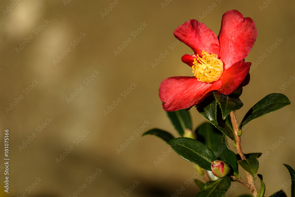 Fall blooming camellia, red blooming flower and green leaves against a warm stone background
Fall blooming camellia, red blooming flower and green leaves against a warm stone background