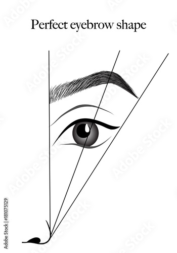 eyebrows scheme vector