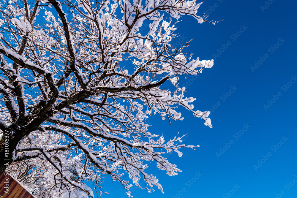 Snowfall down beautiful Seoraksan national park. Snowfall down beautiful Seoraksan national park.