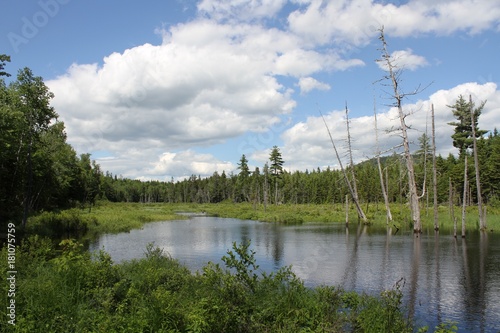 Beaver Bog