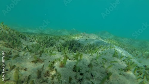 Сouple Whitelined Goby (Amblygobius albimaculatus) next to the nest built on the sandy bottom, Red sea, Marsa Alam, Abu Dabab, Egypt
 photo