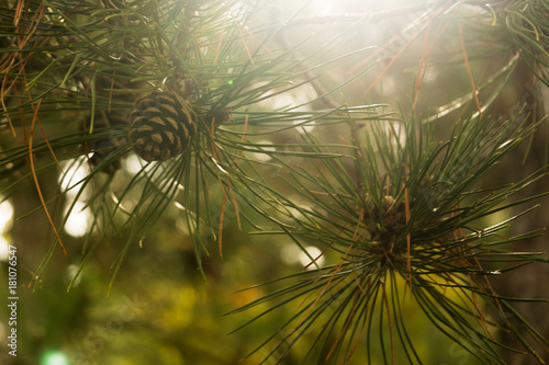 Branch of pine tree with needles and pine cone