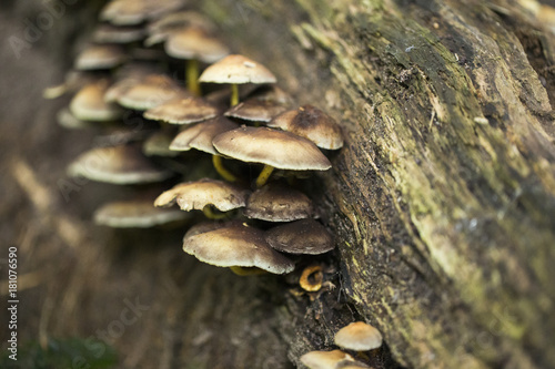 Pilze wachsen wild am feuchten Baum