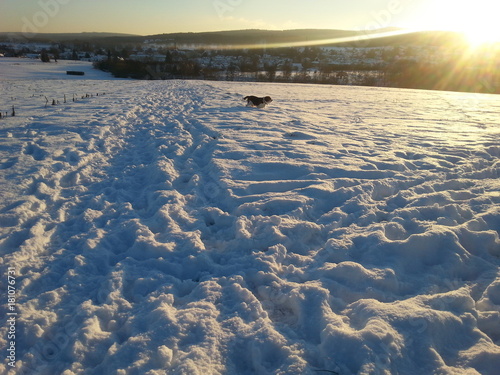 Beaglier im Schnee bei Sonnenuntergang
