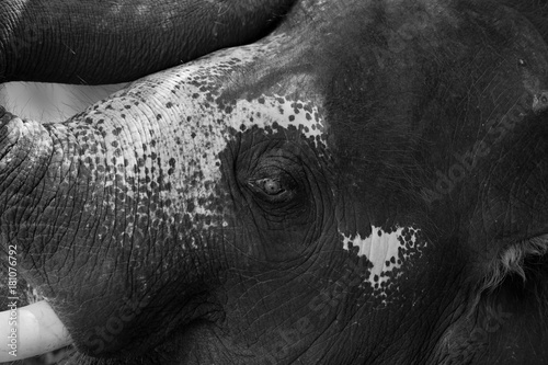 elephant closeup. animal of thailand. big animal 