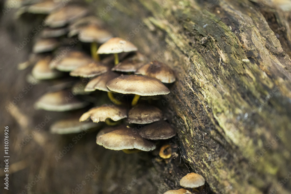 Pilze wachsen wild am feuchten Baum Pilze wachsen wild am feuchten Baum