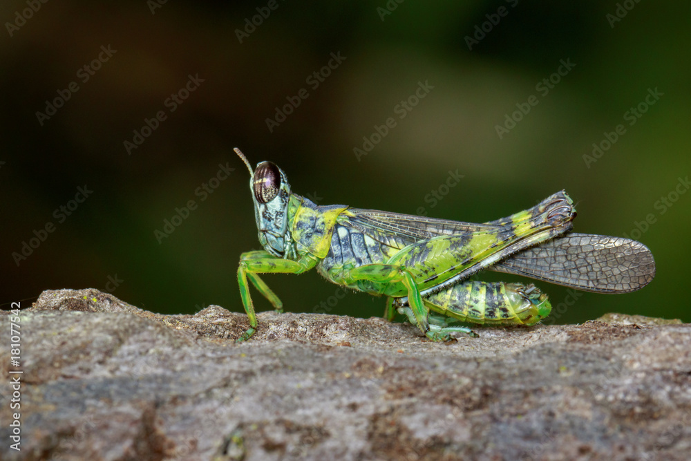 Image of monkey grasshopper (Erianthus serratus) on tree. Insect. Animal Image of monkey grasshopper (Erianthus serratus) on tree. Insect. Animal