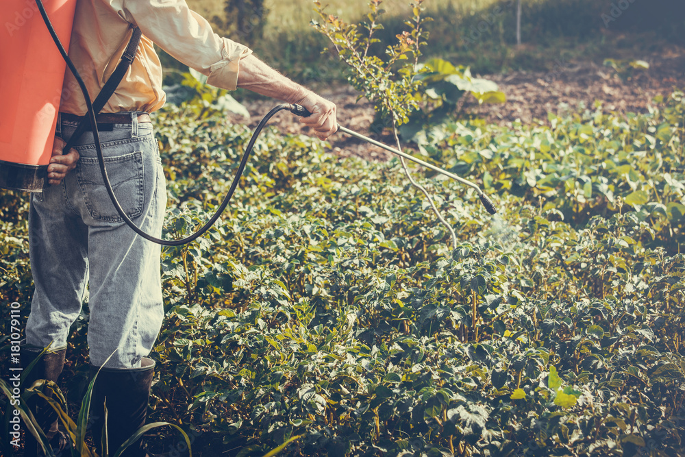 Naklejka premium Man spraying of pesticide on potato plantation