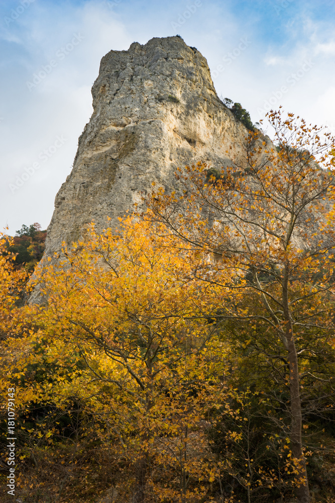 Fototapeta premium Autumn trees in the forest, Greece