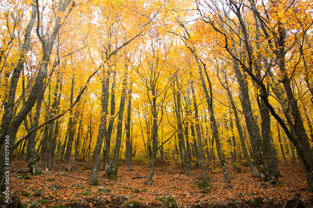 Obraz premium Autumn trees in the forest, Greece