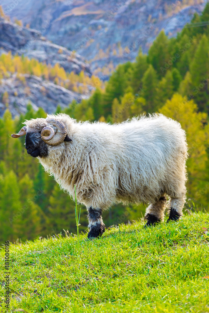 Fotografie Valais blacknose sheep in  Alps