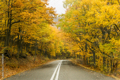 Road in the yellow autumn forest, nature landscape